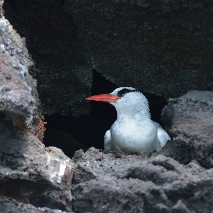 Roodsnavelkeerkringvogel